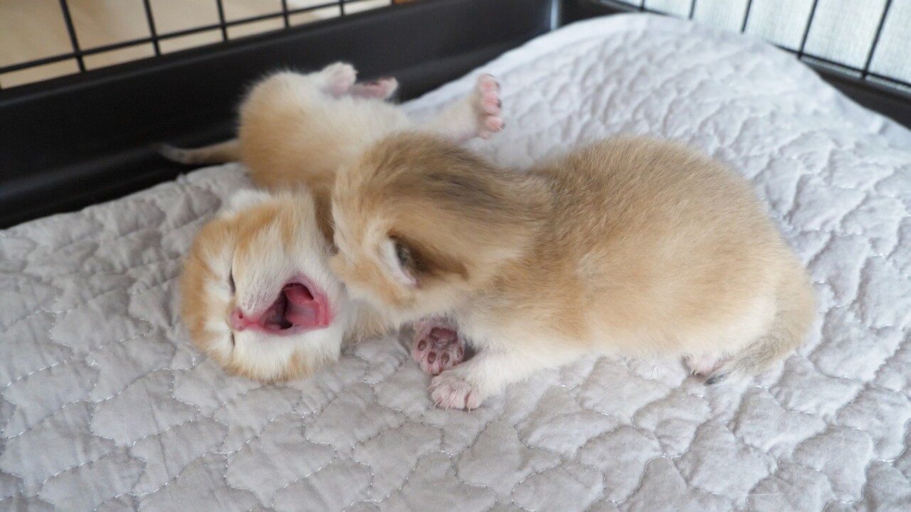 【癒やし】「ママ、どこ?」必死に母猫を呼ぶ子猫の鳴き声が切な可愛いと話題に! - 肉球ドットコム(299.com)