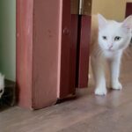 【癒やし】「ほら、行くわよ!」白い子猫に優しく話しかける母猫の声が180万再生の大反響! - 肉球ドットコム(299.com)