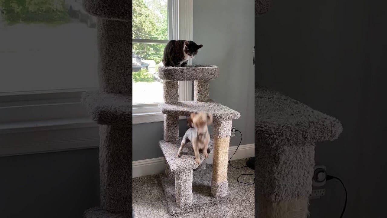 【癒やし】「なんでそこにいるの!?」キャットタワーを占拠した犬に、猫が猛抗議!?10秒の異種格闘技戦! - 肉球ドットコム(299.com)