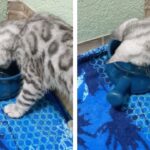 【笑い】「冷たいニャ!」水に八つ当たりする子猫の"激おこ"な鳴き声に36万人が爆笑! - 肉球ドットコム(299.com)