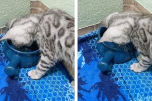 【笑い】「冷たいニャ!」水に八つ当たりする子猫の"激おこ"な鳴き声に36万人が爆笑! - 肉球ドットコム(299.com)