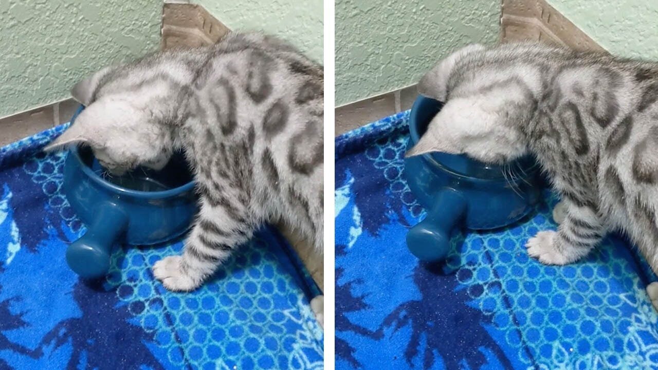 【笑い】「冷たいニャ!」水に八つ当たりする子猫の"激おこ"な鳴き声に36万人が爆笑! - 肉球ドットコム(299.com)