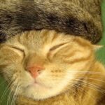 【癒やし】「素材は自分!?」猫の毛100%の「しっぽ帽子」を被る猫ちゃんがシュールで可愛すぎる! - 肉球ドットコム(299.com)