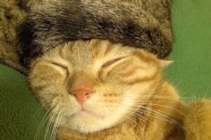 【癒やし】「素材は自分!?」猫の毛100%の「しっぽ帽子」を被る猫ちゃんがシュールで可愛すぎる! - 肉球ドットコム(299.com)