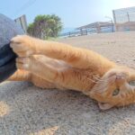 【笑い】「やりたい放題ニャ!」暴走する茶トラ猫、ママの一喝で急に"借りてきた猫"になる姿が話題に! - 肉球ドットコム(299.com)