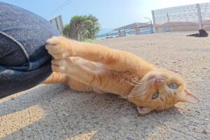 【笑い】「やりたい放題ニャ!」暴走する茶トラ猫、ママの一喝で急に"借りてきた猫"になる姿が話題に! - 肉球ドットコム(299.com)