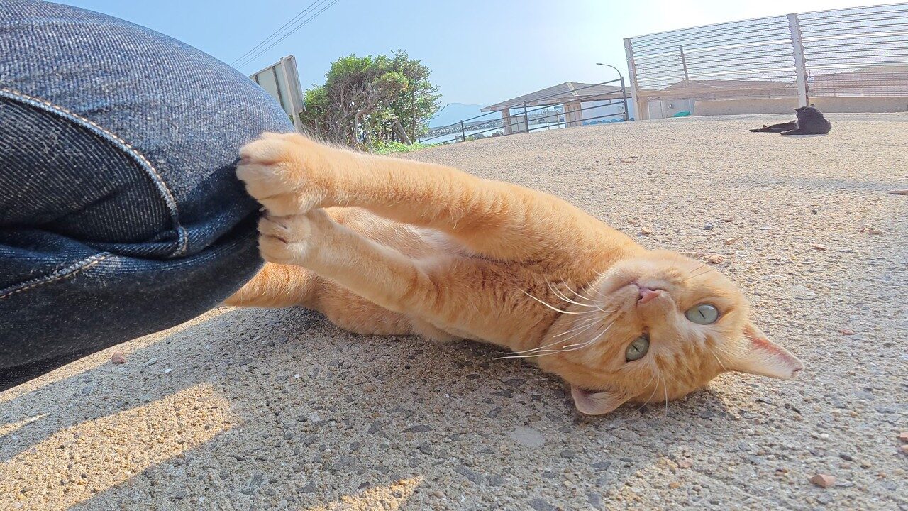 【笑い】「やりたい放題ニャ!」暴走する茶トラ猫、ママの一喝で急に"借りてきた猫"になる姿が話題に! - 肉球ドットコム(299.com)