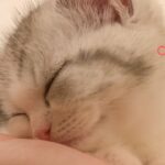 【癒やし】「一緒に寝ようニャ♡」飼い主の布団に潜り込む子猫の"添い寝攻撃"に悶絶! - 肉球ドットコム(299.com)
