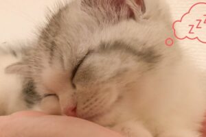 【癒やし】「一緒に寝ようニャ♡」飼い主の布団に潜り込む子猫の"添い寝攻撃"に悶絶! - 肉球ドットコム(299.com)