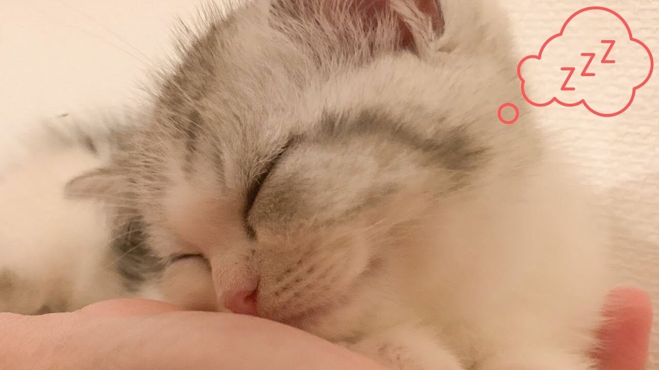 【癒やし】「一緒に寝ようニャ♡」飼い主の布団に潜り込む子猫の"添い寝攻撃"に悶絶! - 肉球ドットコム(299.com)