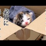 【感動】「よく頑張ったね…」茂みの中で一人ぼっちで鳴いていた子猫を保護!温かい結末に涙 - 肉球ドットコム(299.com)
