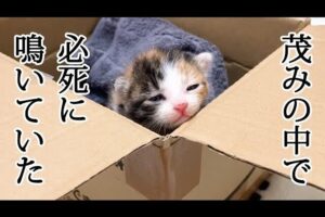 【感動】「よく頑張ったね…」茂みの中で一人ぼっちで鳴いていた子猫を保護!温かい結末に涙 - 肉球ドットコム(299.com)