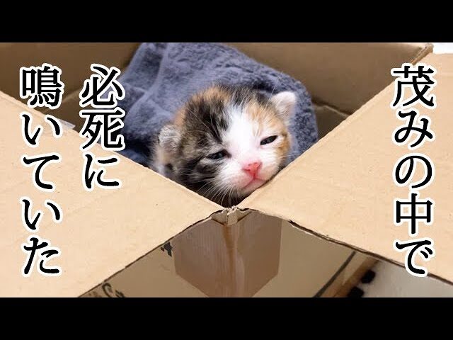 【感動】「よく頑張ったね…」茂みの中で一人ぼっちで鳴いていた子猫を保護!温かい結末に涙 - 肉球ドットコム(299.com)