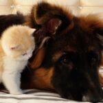 【癒やし】「一目惚れしちゃった!」出会った瞬間からジャーマンシェパードにべったりの子猫が尊すぎる! - 肉球ドットコム(299.com)