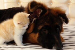 【癒やし】「一目惚れしちゃった!」出会った瞬間からジャーマンシェパードにべったりの子猫が尊すぎる! - 肉球ドットコム(299.com)