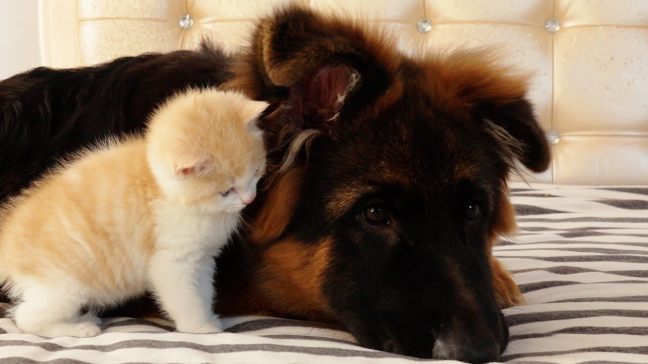 【癒やし】「一目惚れしちゃった!」出会った瞬間からジャーマンシェパードにべったりの子猫が尊すぎる! - 肉球ドットコム(299.com)