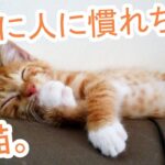 【癒やし】「え、もう!?」保護されて怯えていた子猫、秒速でデレデレになる姿が65万再生! - 肉球ドットコム(299.com)