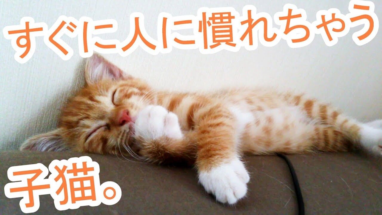 【癒やし】「え、もう!?」保護されて怯えていた子猫、秒速でデレデレになる姿が65万再生! - 肉球ドットコム(299.com)