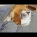 【笑い】「愛が…愛が重すぎる!」猫への愛情表現が激しすぎる柴犬、その時猫はまさかの表情に!? - 肉球ドットコム(299.com)
