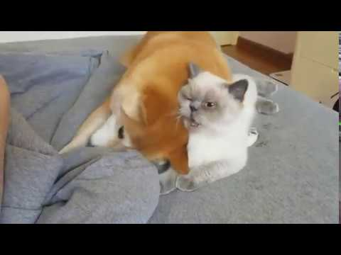 【笑い】「愛が…愛が重すぎる!」猫への愛情表現が激しすぎる柴犬、その時猫はまさかの表情に!? - 肉球ドットコム(299.com)