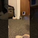 【笑い】「背後から忍び寄る影…」子猫の奇襲作戦が"人間みたい"で可愛すぎると話題に! - 肉球ドットコム(299.com)