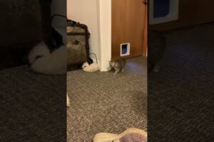 【笑い】「背後から忍び寄る影…」子猫の奇襲作戦が"人間みたい"で可愛すぎると話題に! - 肉球ドットコム(299.com)