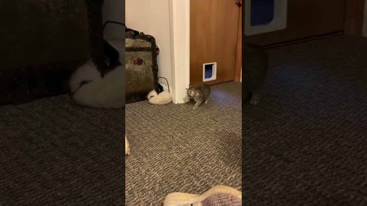 【笑い】「背後から忍び寄る影…」子猫の奇襲作戦が"人間みたい"で可愛すぎると話題に! - 肉球ドットコム(299.com)