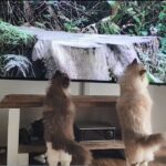 【癒やし】「鳥さんだ!」魔法の言葉を聞いた瞬間、猫たちの動きが完全にシンクロ! - 肉球ドットコム(299.com)