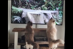 【癒やし】「鳥さんだ!」魔法の言葉を聞いた瞬間、猫たちの動きが完全にシンクロ! - 肉球ドットコム(299.com)