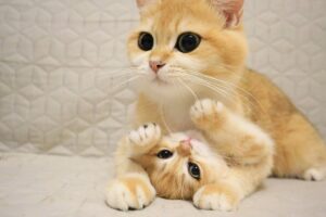 【癒やし】「ママ、やめて〜!」毛づくろいを全力拒否する子猫たちが可愛すぎると640万再生! - 肉球ドットコム(299.com)