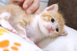 【癒やし】「落ちちゃう〜!」膝の上でコロコロ転がる子猫にハラハラドキドキ! - 肉球ドットコム(299.com)