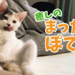 【癒やし】「言葉はいらない尊さ…」まったり子猫「ぽてと」ちゃんを無言で愛でるだけの動画が19万再生! - 肉球ドットコム(299.com)