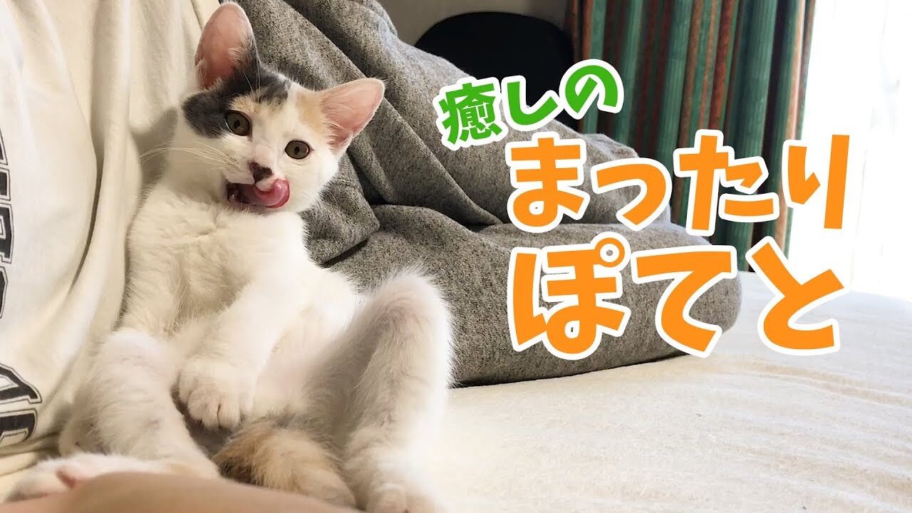 【癒やし】「言葉はいらない尊さ…」まったり子猫「ぽてと」ちゃんを無言で愛でるだけの動画が19万再生! - 肉球ドットコム(299.com)