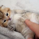 【癒やし】「バタバタしてる!」起き上がれなくて手足をパタパタさせる子猫が可愛すぎて1万再生! - 肉球ドットコム(299.com)