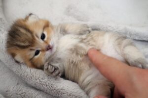 【癒やし】「バタバタしてる!」起き上がれなくて手足をパタパタさせる子猫が可愛すぎて1万再生! - 肉球ドットコム(299.com)