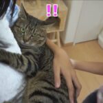 【癒し】「吸盤みたい!」子供たちにべったり張り付く猫ちゃんが可愛すぎると話題に! - 肉球ドットコム(299.com)