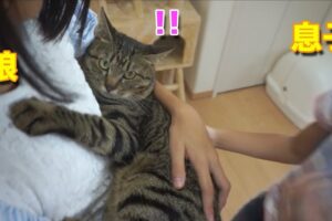 【癒し】「吸盤みたい!」子供たちにべったり張り付く猫ちゃんが可愛すぎると話題に! - 肉球ドットコム(299.com)