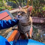 【癒やし】「隣、いいですか?」公園で出会った猫ちゃん、ベンチまでついてきて"相席"する姿が可愛すぎる! - 肉球ドットコム(299.com)