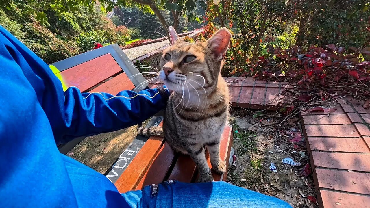 【癒やし】「隣、いいですか?」公園で出会った猫ちゃん、ベンチまでついてきて"相席"する姿が可愛すぎる! - 肉球ドットコム(299.com)