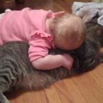 【癒し】「悟りを開いてる…」子供の激しいスキンシップを"無"で受け入れる猫が2500万再生! - 肉球ドットコム(299.com)