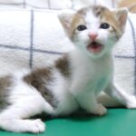 【癒し】「あ、落ちちゃった…」ソファーから転落して泣いちゃう子猫が可哀想だけど可愛すぎる! - 肉球ドットコム(299.com)