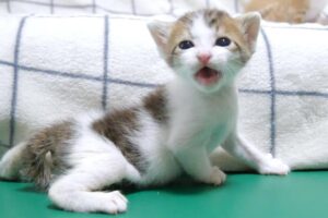 【癒し】「あ、落ちちゃった…」ソファーから転落して泣いちゃう子猫が可哀想だけど可愛すぎる! - 肉球ドットコム(299.com)