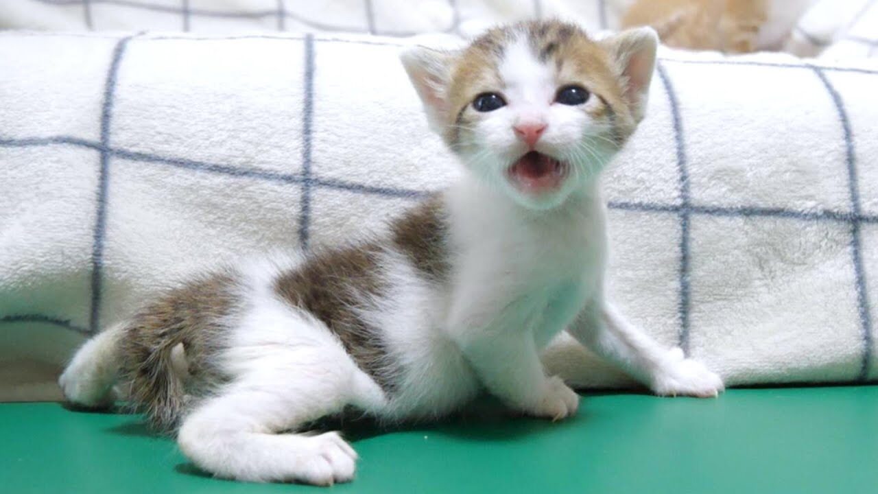 【癒し】「あ、落ちちゃった…」ソファーから転落して泣いちゃう子猫が可哀想だけど可愛すぎる! - 肉球ドットコム(299.com)