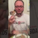 【笑い】「一口だけ…ダメ!?」飼い主の食事を狙う子猫、拒否された直後の"逆ギレ"が理不尽で可愛い! - 肉球ドットコム(299.com)