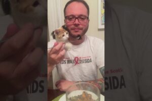 【笑い】「一口だけ…ダメ!?」飼い主の食事を狙う子猫、拒否された直後の"逆ギレ"が理不尽で可愛い! - 肉球ドットコム(299.com)