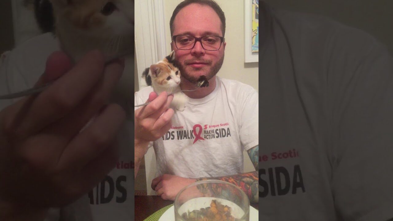 【笑い】「一口だけ…ダメ!?」飼い主の食事を狙う子猫、拒否された直後の"逆ギレ"が理不尽で可愛い! - 肉球ドットコム(299.com)