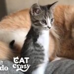 【感動】前足を失った子猫、2本足で家中を爆走する姿に320万人が涙と笑顔! - 肉球ドットコム(299.com)