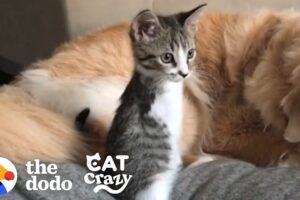 【感動】前足を失った子猫、2本足で家中を爆走する姿に320万人が涙と笑顔! - 肉球ドットコム(299.com)