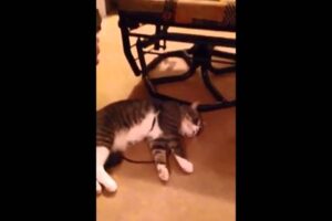 【笑い】「散歩?無理です…」死んだふりで全力拒否する猫ちゃんの名演技が1100万再生! - 肉球ドットコム(299.com)