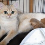 【癒やし】「そこが特等席ニャ…」母猫の前足に挟まって爆睡する子猫が尊すぎる! - 肉球ドットコム(299.com)